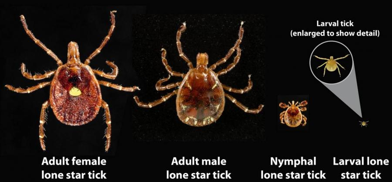 Desarrollo de una Amblyomma americano. Wikimedia Commons